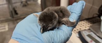 Der Zoo von Tulsa gibt die Begrüßung eines neuen Mitglieds bekannt – einen wunderschönen Pinguin