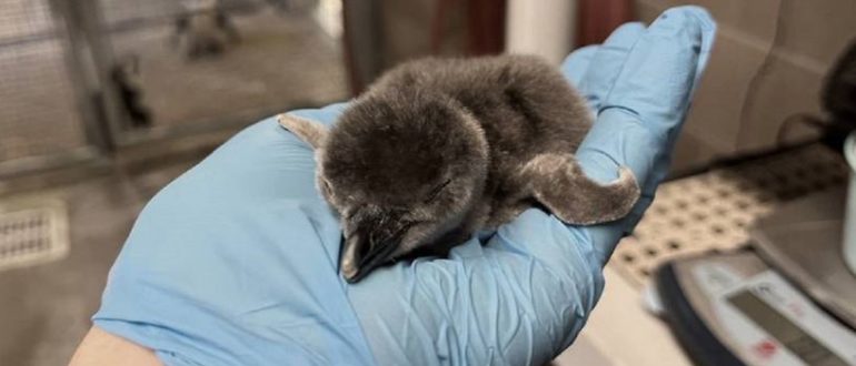 Der Zoo von Tulsa gibt die Begrüßung eines neuen Mitglieds bekannt – einen wunderschönen Pinguin