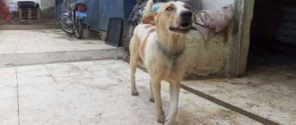 Der blinde Hund rennt aufgeregt, um die Stimme seines Retters zu erkennen (Video)