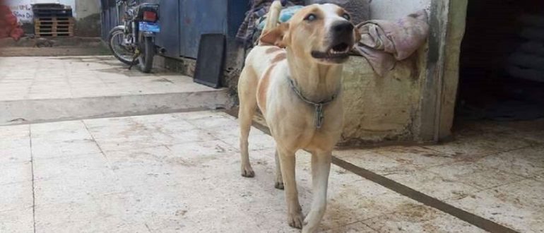 Der blinde Hund rennt aufgeregt, um die Stimme seines Retters zu erkennen (Video)