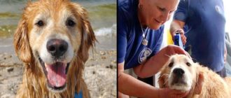 Der glückliche Golden Retriever überlebte 16 Tage, indem er entlang der Küste schwamm (Video)