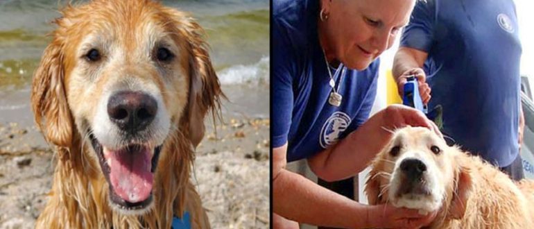 Der glückliche Golden Retriever überlebte 16 Tage, indem er entlang der Küste schwamm (Video)