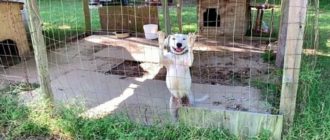 Der nach Aufmerksamkeit hungrige Hund wedelt mit dem Schwanz jedes Passanten an und hofft, dass er freigelassen wird