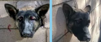 Der verängstigte Deutsche Schäferhund schrie vor Schmerzen, sein Kopf blieb in einer Betonwand stecken