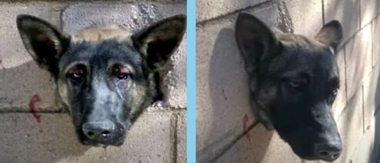 Der verängstigte Deutsche Schäferhund schrie vor Schmerzen, sein Kopf blieb in einer Betonwand stecken
