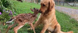 Der verwirrte Golden Retriever freundet sich mit einem Rehkitz an, das viral geht
