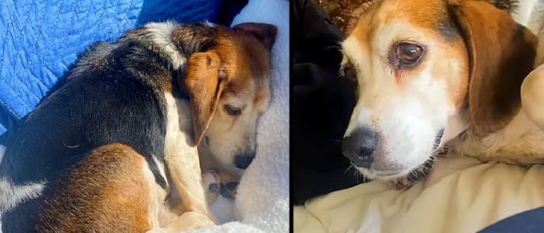 Die Reise des Paares zur Rettung des älteren Beagles wurde auf Facebook geteilt