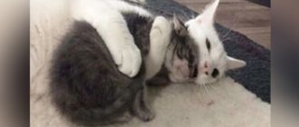 Diese Katze umarmt alle verwaisten Kätzchen und bringt sie nach Hause