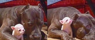 Dieser schützende Riesenhund ist so geduldig, wie das süßeste kleine Kind zu spielen versucht (Video)