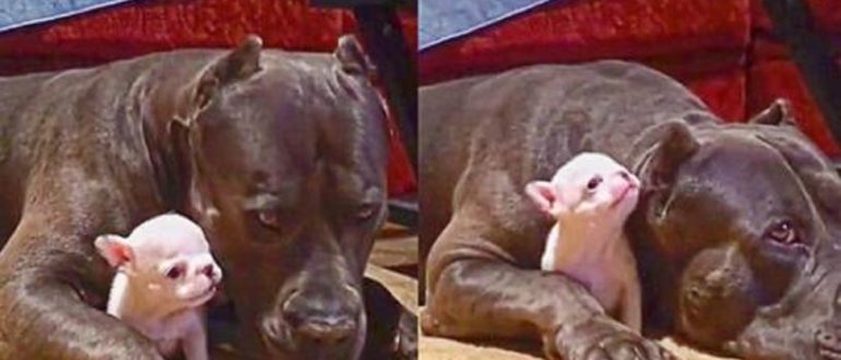 Dieser schützende Riesenhund ist so geduldig, wie das süßeste kleine Kind zu spielen versucht (Video)