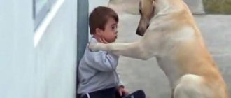 Ein Junge mit Down-Syndrom hat keine Freunde und die Reaktion des Hundes rührte mich zu Tränen (Video)