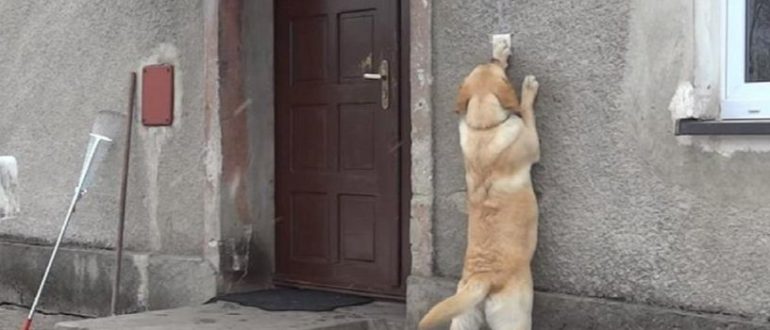 Ein Wüstenwunder: Verlorener Hund trifft nach 6 Monaten wieder zu seinem Besitzer, findet aber ein leeres Zuhause vor (Video)