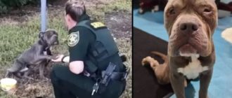 Ein hilfloser Hund, der an einer Stange angebunden gefunden wurde, streckt seine Pfote dem Beamten entgegen, der ihn retten wollte (Video)