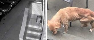 Ein streunender Hund dringt in das Haus eines Mannes ein, dessen Tür offen gelassen wurde