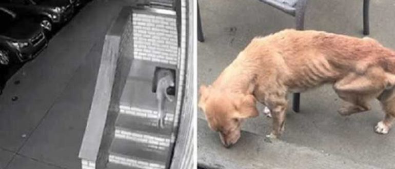 Ein streunender Hund dringt in das Haus eines Mannes ein, dessen Tür offen gelassen wurde
