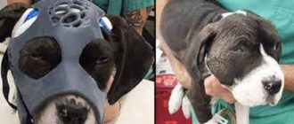 Eine Hündin, die bei einem Hundekampf brutal angegriffen wurde, erhält eine bahnbrechende 3D-gedruckte Maske, um ihr Leben zu retten