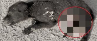 Eine arme Hündin, deren Eingeweide heraushängen, wird gerettet (Video)