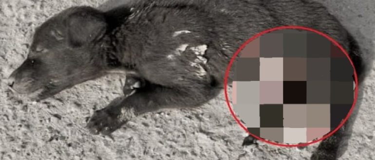 Eine arme Hündin, deren Eingeweide heraushängen, wird gerettet (Video)