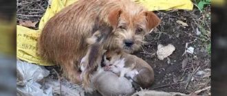 Eine obdachlose Hündin mit Tränen in den Augen bittet um Hilfe bei der Aufzucht ihrer Welpen
