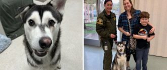 Familie fährt mit schiefem Lächeln 2.600 Meilen, um Tierheim-Husky zu adoptieren (Video)