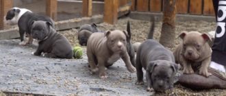 Feiern Sie mit dieser Mama Dog, während sie 6 entzückende Welpen auf der Welt willkommen heißt