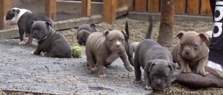 Feiern Sie mit dieser Mama Dog, während sie 6 entzückende Welpen auf der Welt willkommen heißt