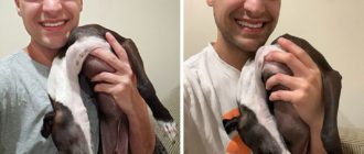 Galgo schmilzt jedes Mal, wenn sein Besitzer versucht, ein Foto mit ihm zu machen