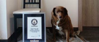 Gerade wurde ein neuer Rekord aufgestellt: der am längsten lebende 30-jährige Bobi-Hund der Geschichte (Video)