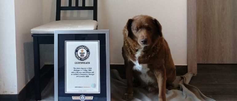 Gerade wurde ein neuer Rekord aufgestellt: der am längsten lebende 30-jährige Bobi-Hund der Geschichte (Video)