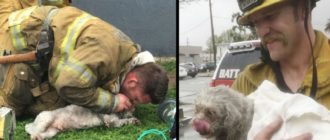 Heldenhafte Feuerwehrleute retten einen leblosen Hund aus einem Feuer und beleben ihn durch Mund-zu-Schnauze-Beatmung wieder