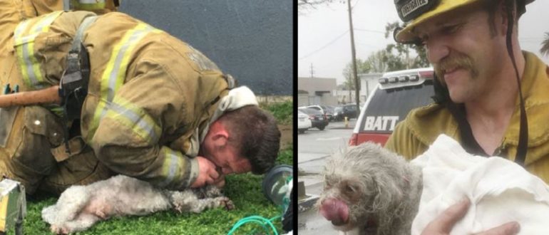 Heldenhafte Feuerwehrleute retten einen leblosen Hund aus einem Feuer und beleben ihn durch Mund-zu-Schnauze-Beatmung wieder