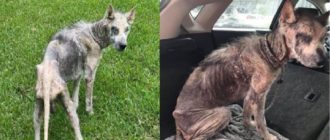 Husky ist stark unterernährt und der Prozess, dem Hund zu helfen, seine Haut zu verändern (Video)