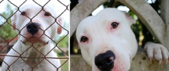 Nach einer langen Wartezeit von über 300 Tagen adoptiert eine liebevolle Familie endlich einen Pitbull aus dem Tierheim