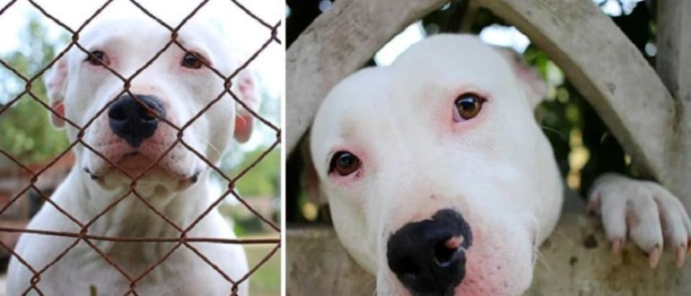 Nach einer langen Wartezeit von über 300 Tagen adoptiert eine liebevolle Familie endlich einen Pitbull aus dem Tierheim