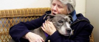 Nonnen adoptieren den ungewollten 9-jährigen Pitbull aus dem Tierheim
