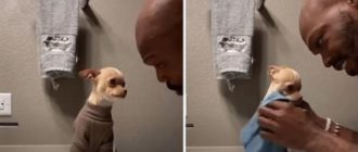Papa wäscht sanft den kleinen Hund, den er nicht haben wollte, während er „Ich liebe dich“ flüstert