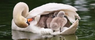 Pater Swan nimmt die Babys unter seine Fittiche, nachdem Mama gestorben ist