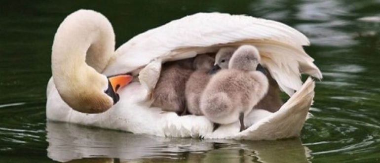 Pater Swan nimmt die Babys unter seine Fittiche, nachdem Mama gestorben ist