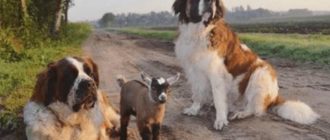 Riesige Hunde ziehen Ziegenbabys auf, die genauso bezaubernd sind wie ihre eigenen