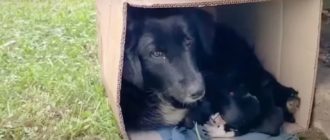 Streunende Hundemama rollt sich mit ihren Welpen in einer Box zusammen, um sie warm zu halten (Video)