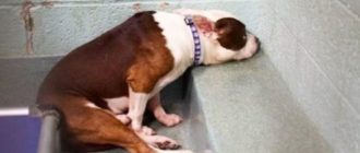 Von seiner Familie verlassener Hund isoliert sich traurig und allein in einer Ecke