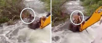 Wachmann überquerte starke Flussströmungen, um einen gefangenen Welpen zu retten (Video)