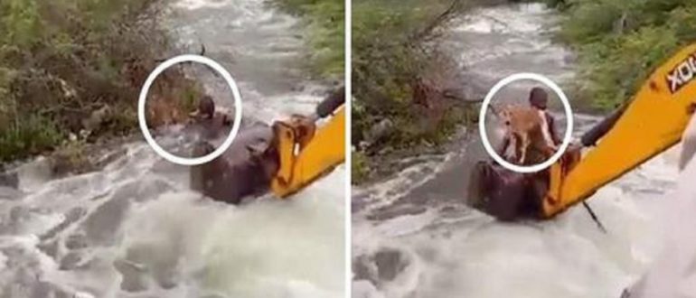 Wachmann überquerte starke Flussströmungen, um einen gefangenen Welpen zu retten (Video)