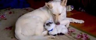 Ziegenbabys glauben, dieser Deutsche Schäferhund sei ihre Mutter – sie beweisen, dass Liebe keine Grenzen kennt (Video)