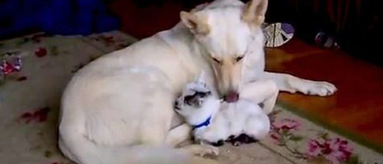 Ziegenbabys glauben, dieser Deutsche Schäferhund sei ihre Mutter – sie beweisen, dass Liebe keine Grenzen kennt (Video)